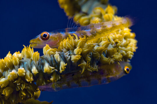 Gobby Fishes 