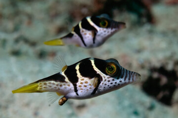 puffer fishes