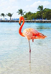 Gartenposter Flamingo Rosa Flamingo am Strand  Insel Aruba, Karibisches Meer
