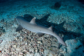 Fototapeta premium Reef Shark
