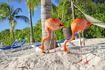 Poster Roze Flamingo op het strand  Aruba eiland, Caribische zee © Natalia Barsukova
