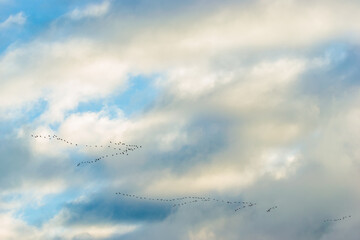 Flying South for the cranes