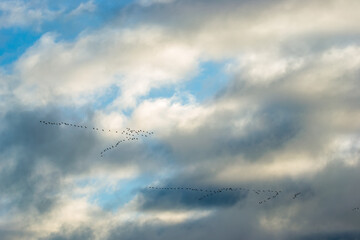 Flying South for the cranes