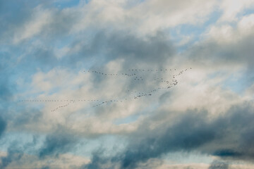 Flying South for the cranes