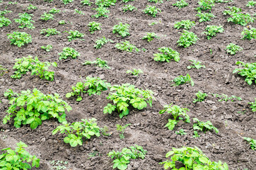potato bushes