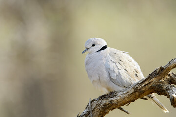 Cape turtle-dove (Streptopelia capicola), Kruger National Park, Mpumalanga, South Africa, Africa