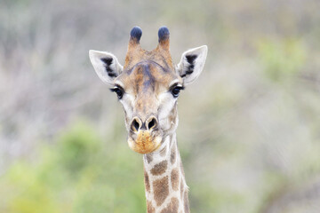 Giraffe (Giraffe camelopardalis) portrait, Kruger National Park, South Africa