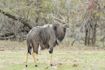 Nyala (Tragelaphus angasii) male, Kruger National Park, South Africa