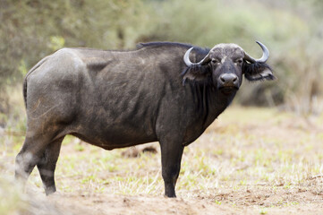 African buffalo (Syncerus catter catter), Kruger National Park. South Afric