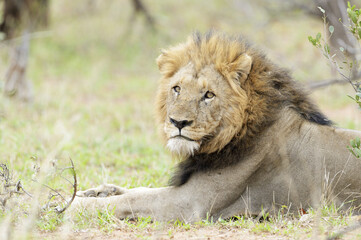 Portrait of a male lion (Panthera leo) with a black mane, Kruger National Park, South Africa