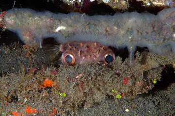 Ballon fish