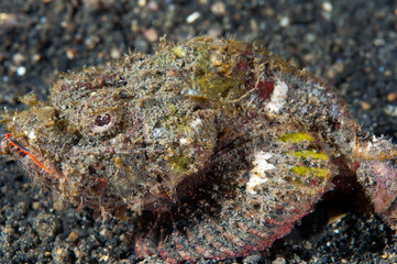 Scorpion fish