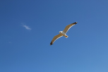 Seagull