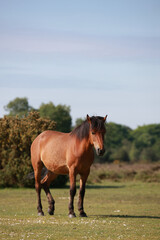 Fototapeta premium koń stojący na wsi