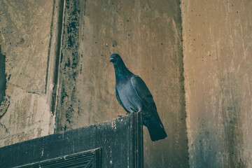 Pigeon Resting on Door