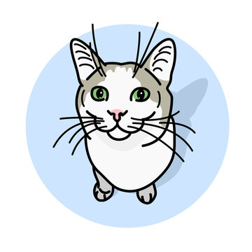 Vector illustration of cat