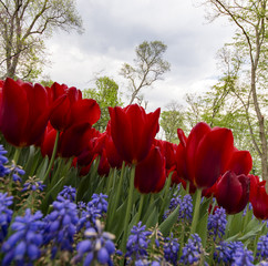 red tulips in spring
