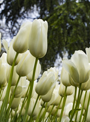 white tulips in the garden