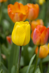 red and yellow tulips