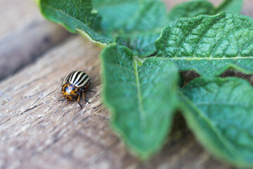 Colorado beetle on leaf macro.