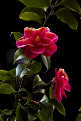 pink rose bush