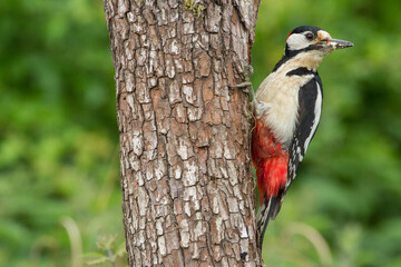Greater Spotted Woodpecker (Dendrocopos Major) on Tree Trunk