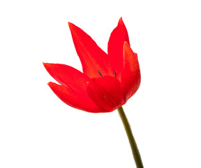 Tulip - 157533444