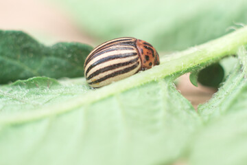 Colorado beetle on leaf macro.