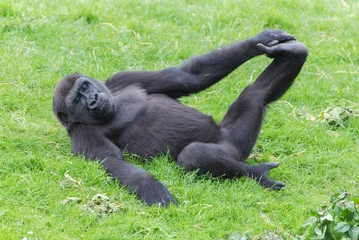 Zelfklevend Fotobehang Aap Gorilla doing gymnastics, funny monkey 