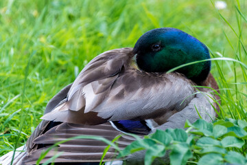 Resting duck 2