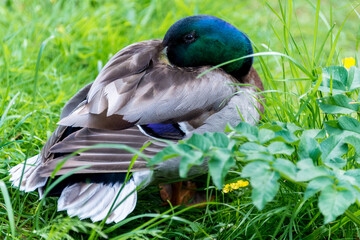 Resting duck