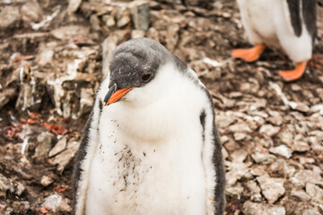 Птенец ослиного пингвина,
