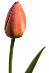 Tulip - 157534215