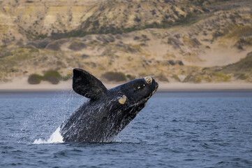 Obraz premium Right whale, Patagonia , Argentina