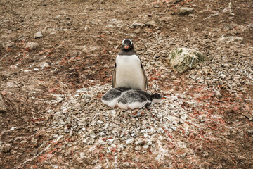 Пингвин с птенцами в гнезде. © polyarnik