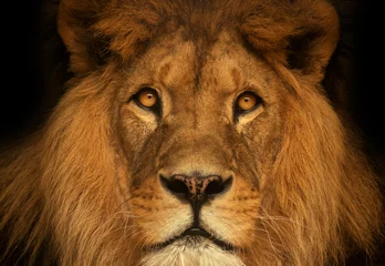 Papier Peint photo Lavable Lion Lion