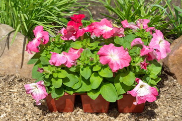 Pink Petunia in containers