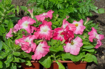 Pink Petunia in the garden