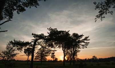 The silhouette of the pine trees opposite the colorful sunset,