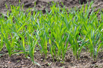 The young shoots of wheat