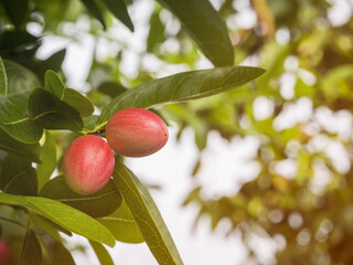 Bengal currants are red on the medicinal properties