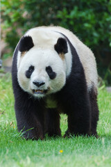 Obraz premium Giant panda walking in front