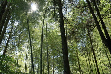 Obraz premium 日本の風景 竹林を見上げる