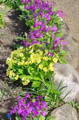Primrose for spring flower bed