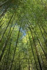 日本の風景　竹林を見上げる