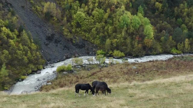 Tranquil picture of grazing horses at the foot of Ushba mountain near the Guli pass, Svaneti region of Georgia, Europe, Caucasus.