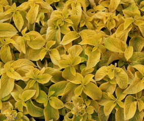 Background texture of yellow plants