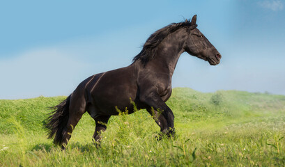 Black horse runs on a green field on sky background