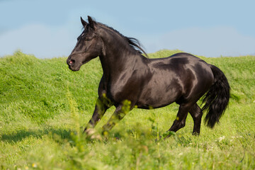 Black horse runs on a green field on sky background