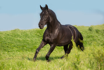 Black horse runs on a green field on sky background